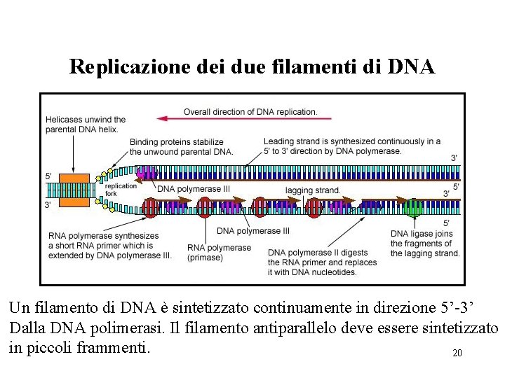 Replicazione dei due filamenti di DNA Un filamento di DNA è sintetizzato continuamente in