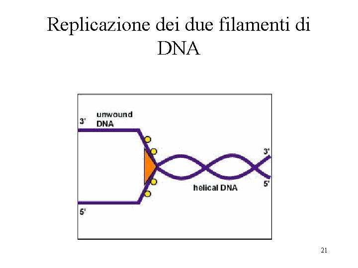Replicazione dei due filamenti di DNA 21 