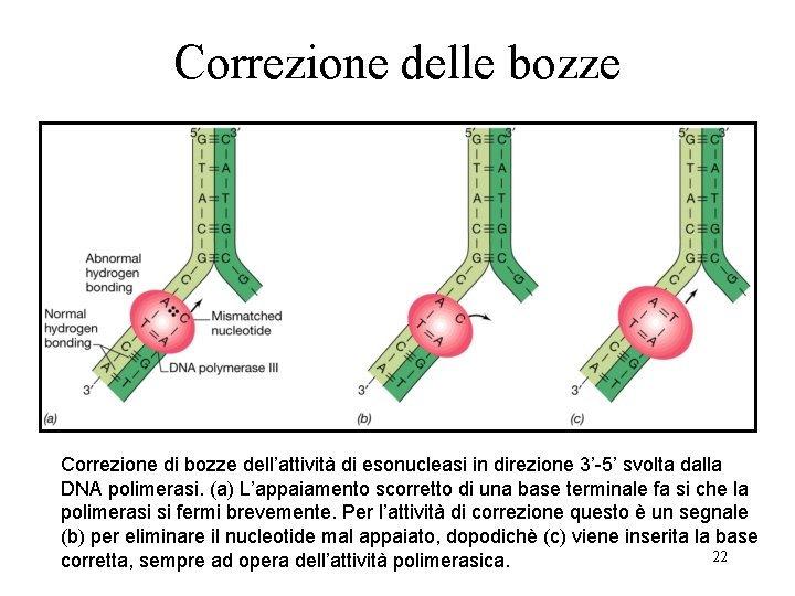 Correzione delle bozze Correzione di bozze dell’attività di esonucleasi in direzione 3’-5’ svolta dalla