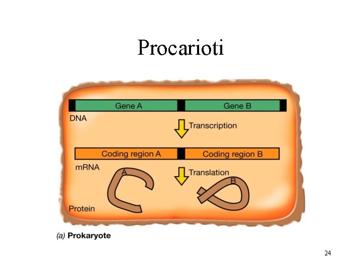 Procarioti 24 