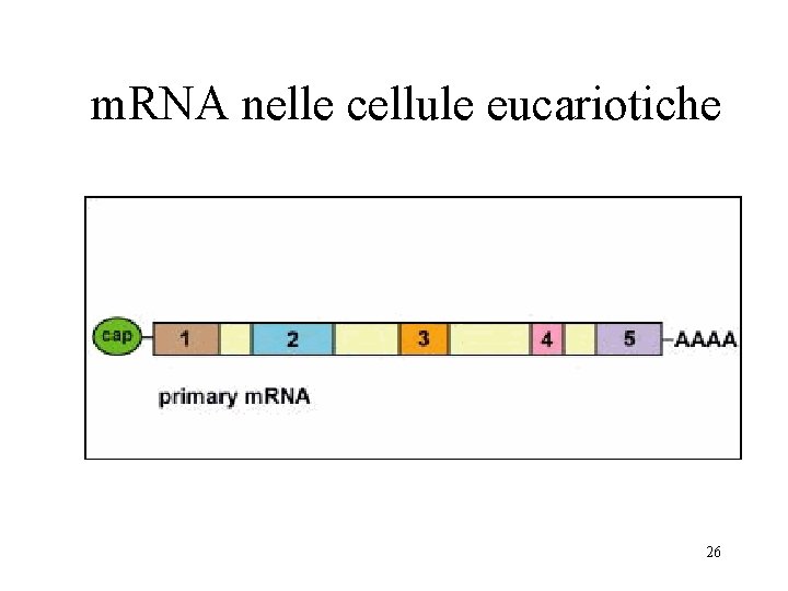 m. RNA nelle cellule eucariotiche 26 