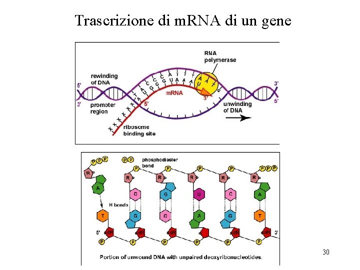 Trascrizione di m. RNA di un gene 30 