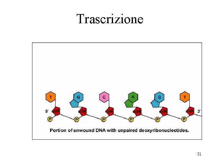 Trascrizione 31 