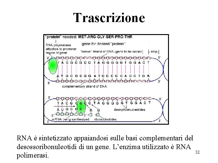 Trascrizione RNA è sintetizzato appaiandosi sulle basi complementari del desossoribonuleotidi di un gene. L’enzima