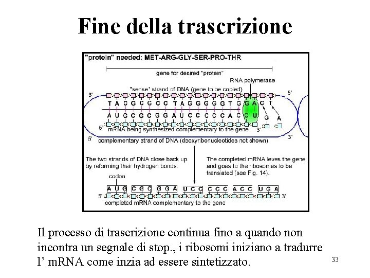 Fine della trascrizione Il processo di trascrizione continua fino a quando non incontra un