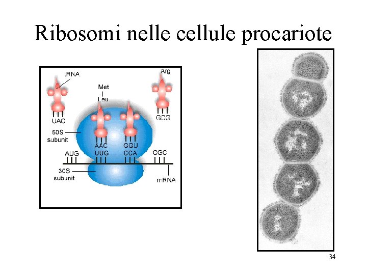 Ribosomi nelle cellule procariote 34 