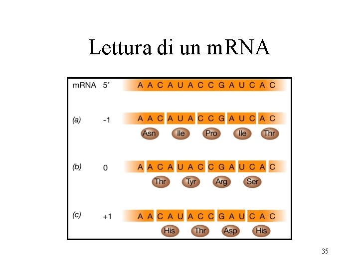 Lettura di un m. RNA 35 