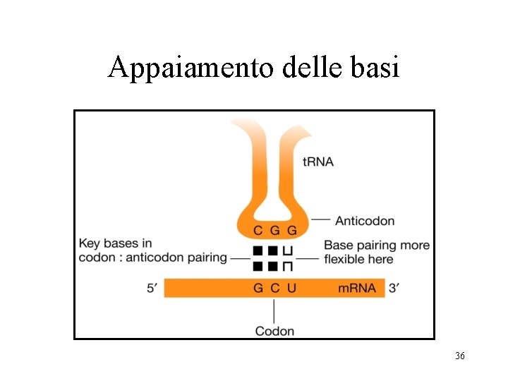 Appaiamento delle basi 36 