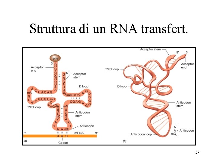 Struttura di un RNA transfert. 37 