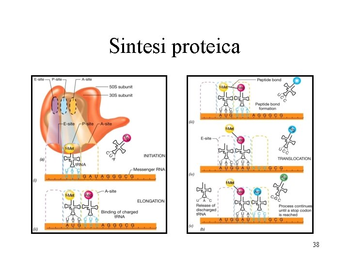 Sintesi proteica 38 