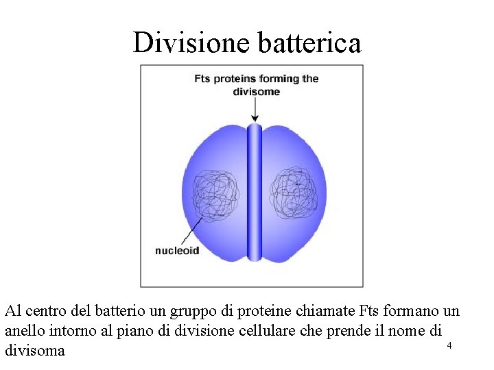 Divisione batterica Al centro del batterio un gruppo di proteine chiamate Fts formano un