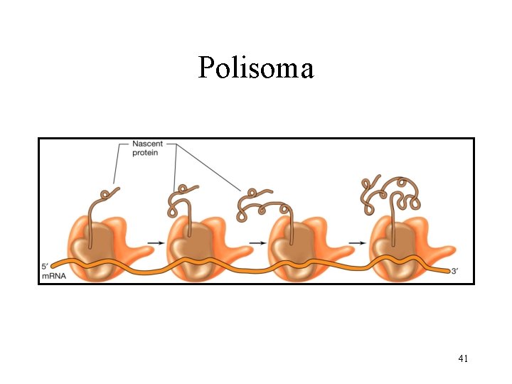 Polisoma 41 