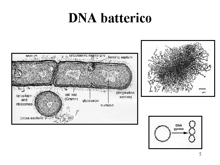 DNA batterico 5 