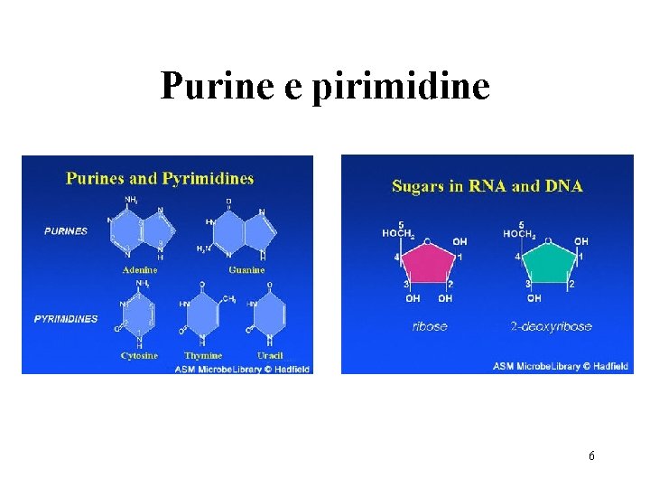 Purine e pirimidine 6 