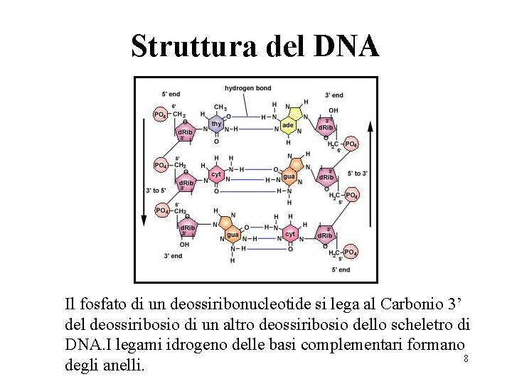 Struttura del DNA Il fosfato di un deossiribonucleotide si lega al Carbonio 3’ del