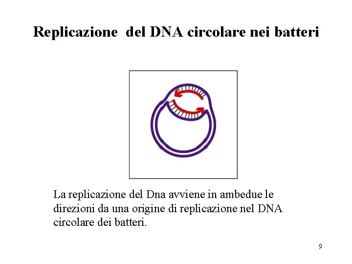 Replicazione del DNA circolare nei batteri La replicazione del Dna avviene in ambedue le