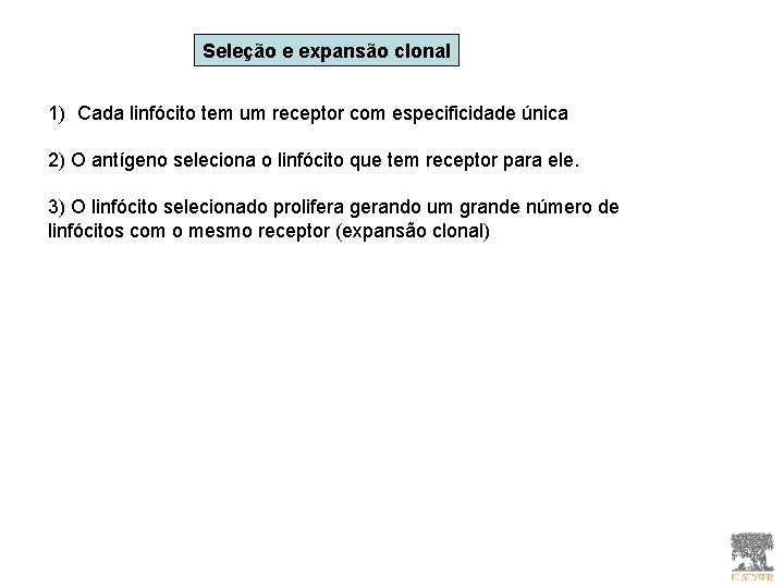 Seleção e expansão clonal 1) Cada linfócito tem um receptor com especificidade única 2) Seleção e expansão clonal 1) Cada linfócito tem um receptor com especificidade única 2)
