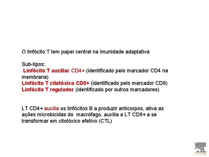 O linfócito T tem papel central na imunidade adaptativa Sub-tipos: Linfócito T auxiliar CD O linfócito T tem papel central na imunidade adaptativa Sub-tipos: Linfócito T auxiliar CD