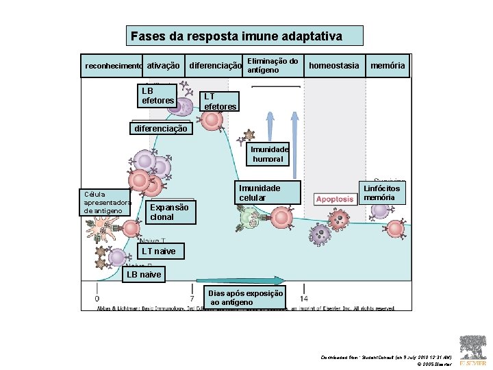 Fases da resposta imune adaptativa reconhecimento ativação LB efetores diferenciação Eliminação do antígeno homeostasia Fases da resposta imune adaptativa reconhecimento ativação LB efetores diferenciação Eliminação do antígeno homeostasia