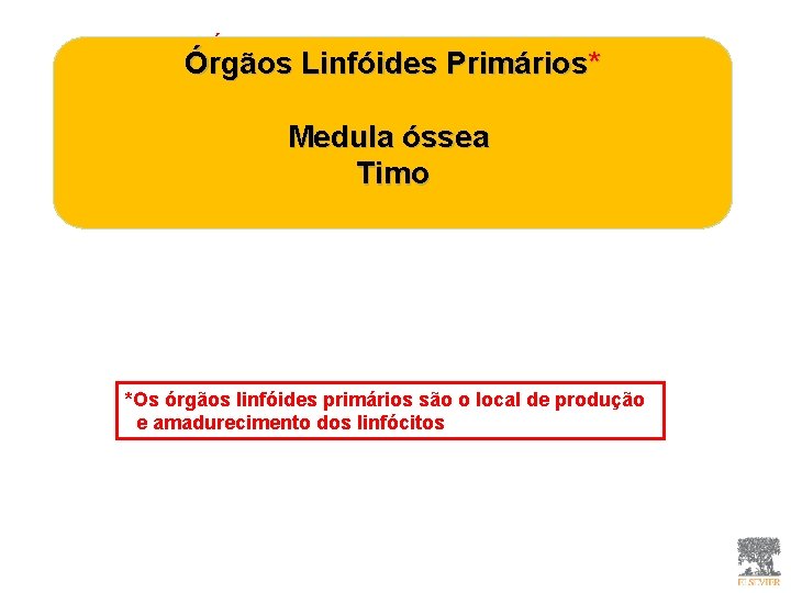 Órgãos linfóides primários Órgãos Linfóides Primários* Medula óssea Timo *Os órgãos linfóides primários são Órgãos linfóides primários Órgãos Linfóides Primários* Medula óssea Timo *Os órgãos linfóides primários são