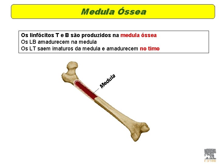 Medula Óssea Os linfócitos T e B são produzidos na medula óssea Os LB Medula Óssea Os linfócitos T e B são produzidos na medula óssea Os LB