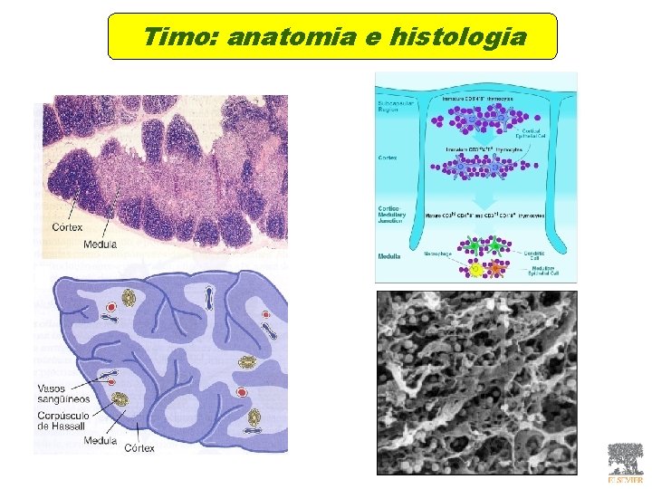 Timo: anatomia e histologia Timo: anatomia e histologia
