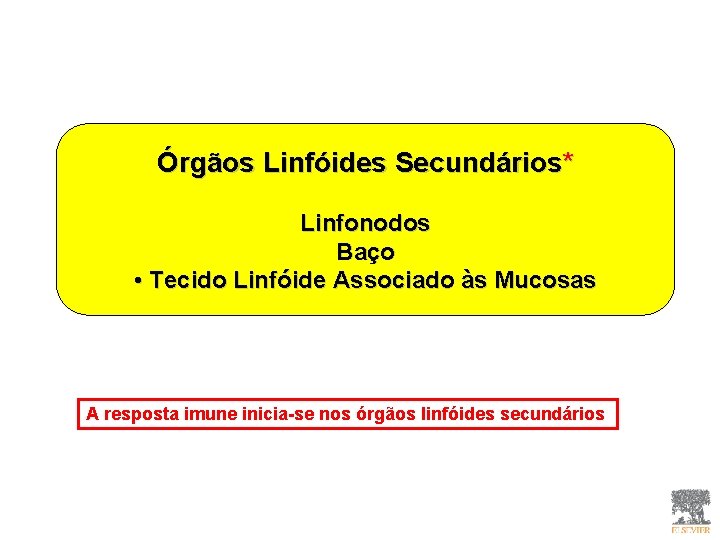 Órgãos Linfóides Secundários* Linfonodos Baço • Tecido Linfóide Associado às Mucosas A resposta imune Órgãos Linfóides Secundários* Linfonodos Baço • Tecido Linfóide Associado às Mucosas A resposta imune