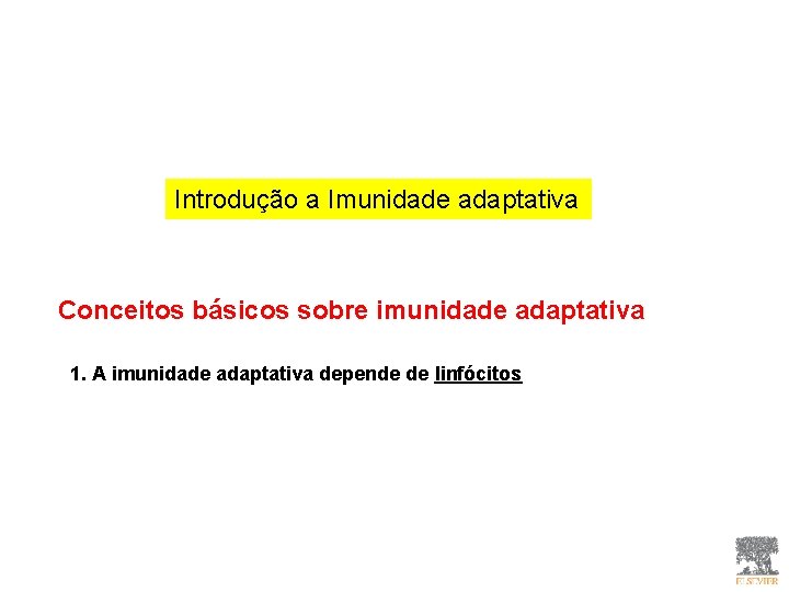 Introdução a Imunidade adaptativa Conceitos básicos sobre imunidade adaptativa 1. A imunidade adaptativa depende Introdução a Imunidade adaptativa Conceitos básicos sobre imunidade adaptativa 1. A imunidade adaptativa depende