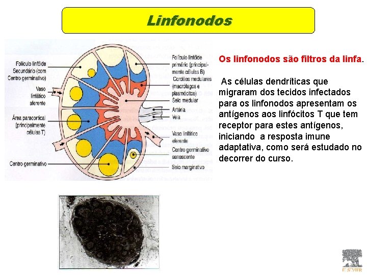 Linfonodos Os linfonodos são filtros da linfa. As células dendríticas que migraram dos tecidos Linfonodos Os linfonodos são filtros da linfa. As células dendríticas que migraram dos tecidos