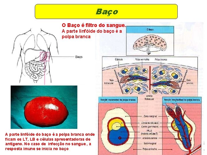 Baço O Baço é filtro do sangue. A parte linfóide do baço é a Baço O Baço é filtro do sangue. A parte linfóide do baço é a