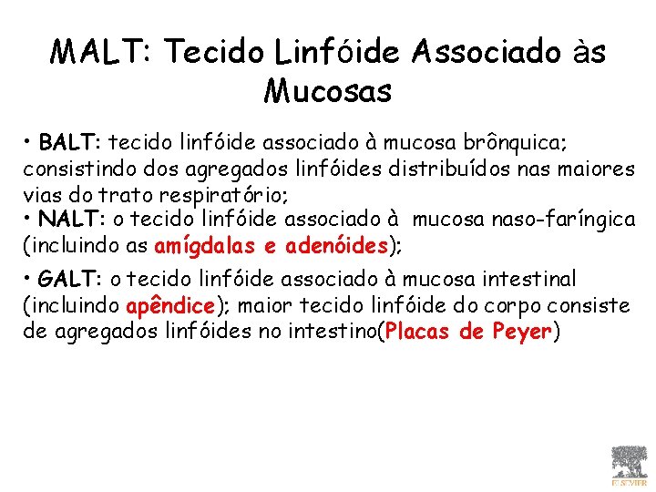 MALT: Tecido Linfóide Associado às Mucosas • BALT: tecido linfóide associado à mucosa brônquica; MALT: Tecido Linfóide Associado às Mucosas • BALT: tecido linfóide associado à mucosa brônquica;