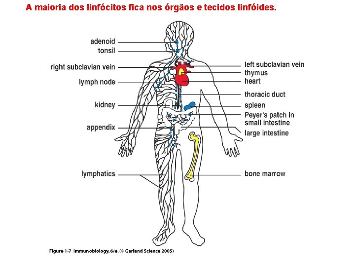 A maioria dos linfócitos fica nos órgãos e tecidos linfóides. A maioria dos linfócitos fica nos órgãos e tecidos linfóides.