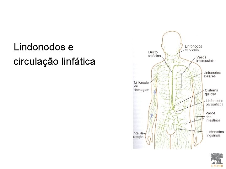 Lindonodos e circulação linfática Lindonodos e circulação linfática