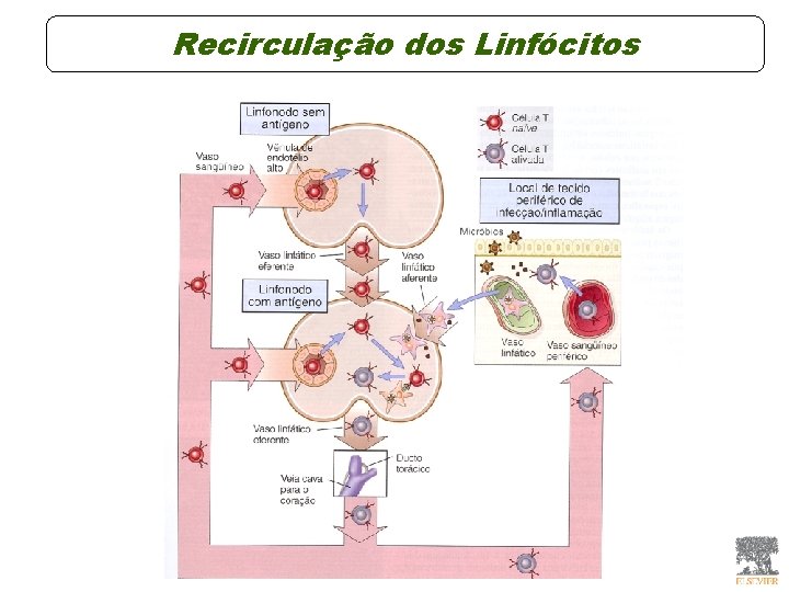 Recirculação dos Linfócitos Recirculação dos Linfócitos