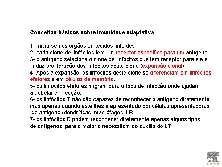 Conceitos básicos sobre imunidade adaptativa 1 - Inicia-se nos órgãos ou tecidos linfóides 2 Conceitos básicos sobre imunidade adaptativa 1 - Inicia-se nos órgãos ou tecidos linfóides 2