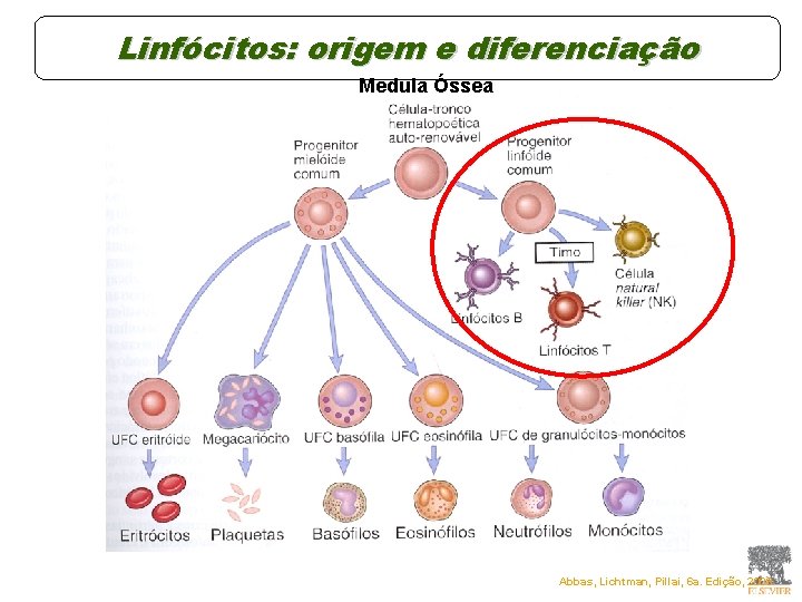 Linfócitos: origem e diferenciação Medula Óssea Abbas, Lichtman, Pillai, 6 a. Edição, 2008. Linfócitos: origem e diferenciação Medula Óssea Abbas, Lichtman, Pillai, 6 a. Edição, 2008.