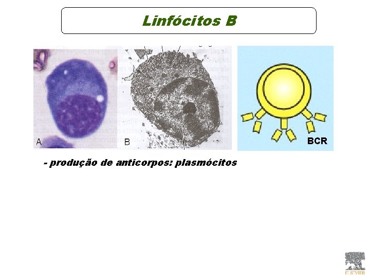 Linfócitos B BCR - produção de anticorpos: plasmócitos Linfócitos B BCR - produção de anticorpos: plasmócitos
