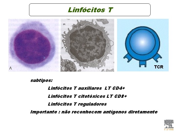 Linfócitos T TCR subtipos: Linfócitos T auxiliares LT CD 4+ Linfócitos T citotóxicos LT Linfócitos T TCR subtipos: Linfócitos T auxiliares LT CD 4+ Linfócitos T citotóxicos LT