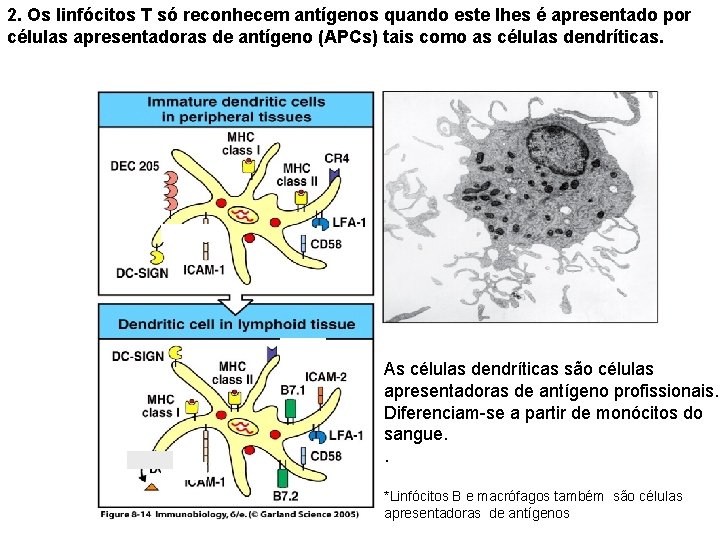 2. Os linfócitos T só reconhecem antígenos quando este lhes é apresentado por células 2. Os linfócitos T só reconhecem antígenos quando este lhes é apresentado por células