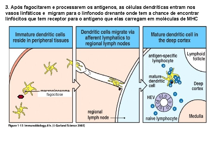 3. Após fagocitarem e processarem os antígenos, as células dendríticas entram nos vasos linfáticos 3. Após fagocitarem e processarem os antígenos, as células dendríticas entram nos vasos linfáticos