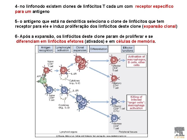 4 - no linfonodo existem clones de linfócitos T cada um com receptor específico 4 - no linfonodo existem clones de linfócitos T cada um com receptor específico