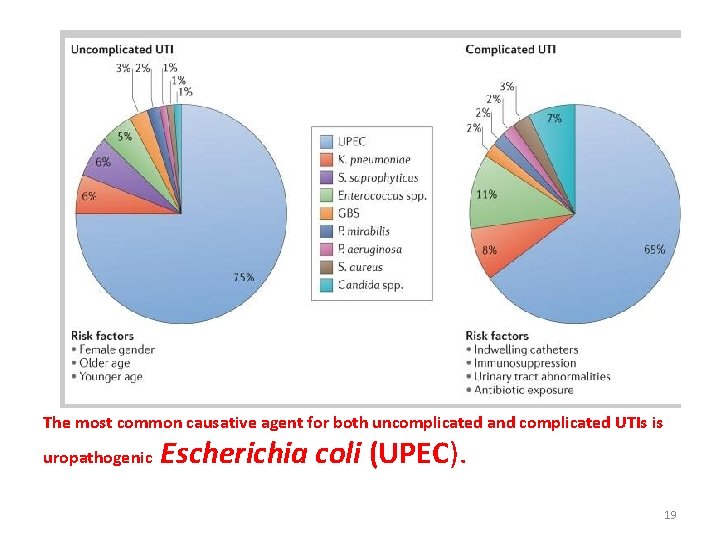 The most common causative agent for both uncomplicated and complicated UTIs is uropathogenic Escherichia