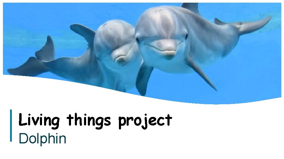 Living things project Dolphin 1 