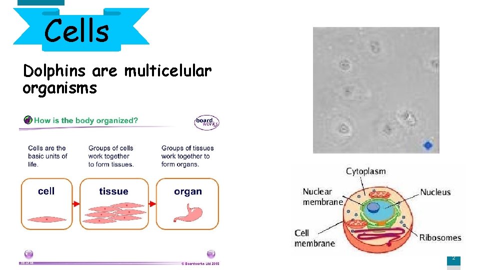 Cells Dolphins are multicelular organisms 2 