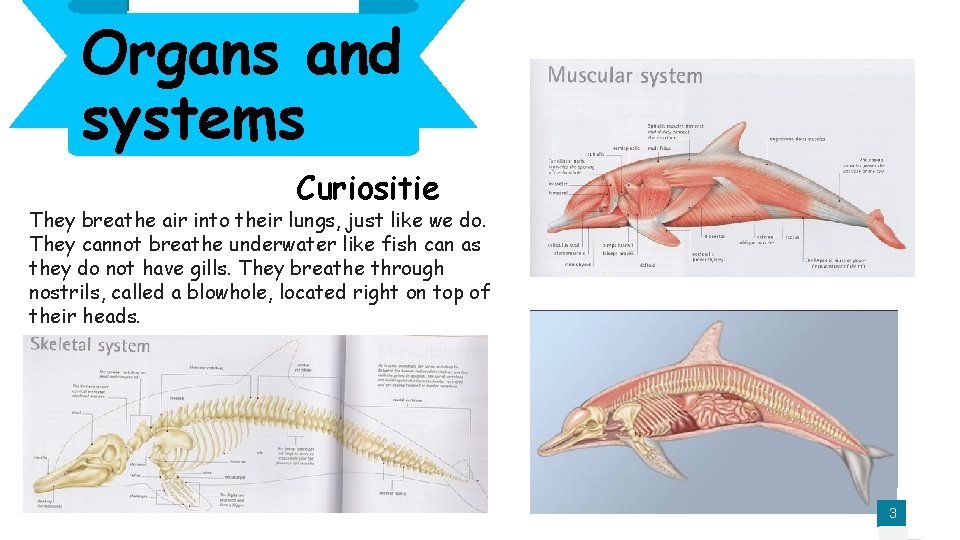 Organs and systems Curiositie They breathe air into their lungs, just like we do.