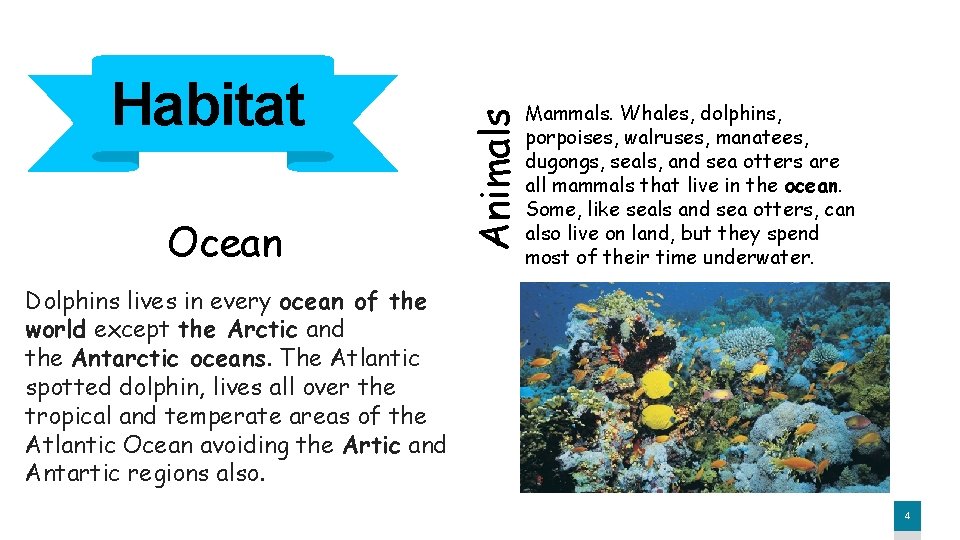 Ocean Animals Habitat Mammals. Whales, dolphins, porpoises, walruses, manatees, dugongs, seals, and sea otters
