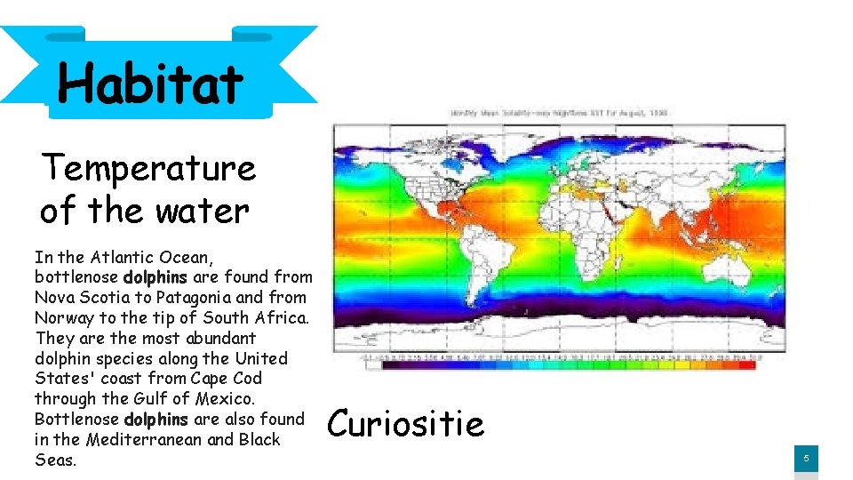 Habitat Temperature of the water In the Atlantic Ocean, bottlenose dolphins are found from