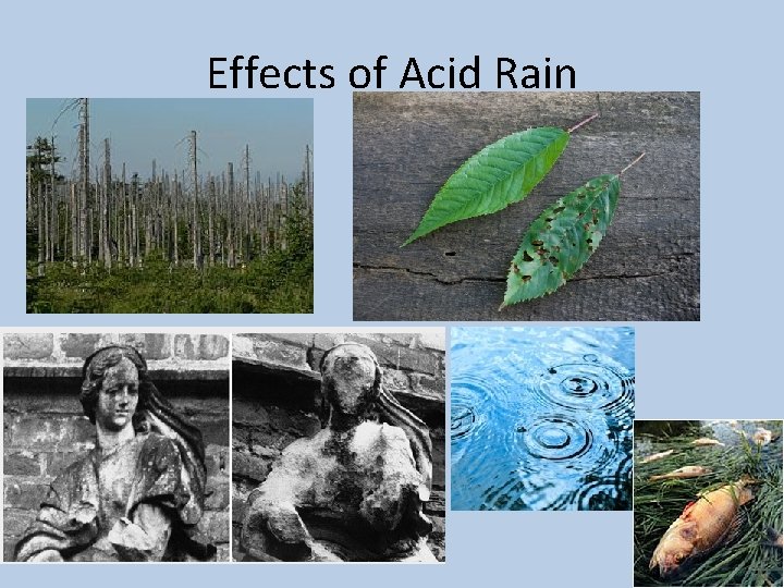 Effects of Acid Rain 