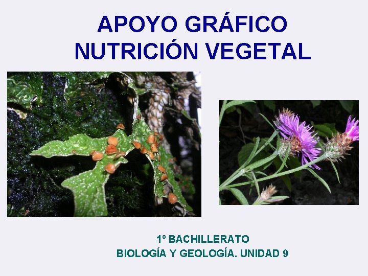 APOYO GRÁFICO NUTRICIÓN VEGETAL 1º BACHILLERATO BIOLOGÍA Y GEOLOGÍA. UNIDAD 9 