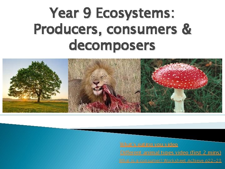 Year 9 Ecosystems: Producers, consumers & decomposers What’s eating you video Different animal types